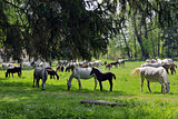 Herd of horses on the field