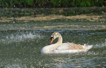 Swan in spring rain 