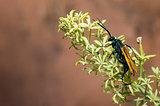 Tarantula Hawk wasp (Pepsis species) on South Kaibob Trail