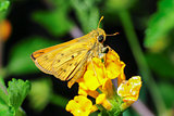 Fiery Skipper moth (Hylephila phyleus) in Camarillo, California