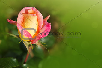 Single blooming orange rose.