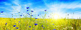 Summer landscape with flower meadof and sun.