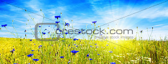 Summer landscape with flower meadof and sun.