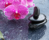 Spa background with pink orchid and black stone.