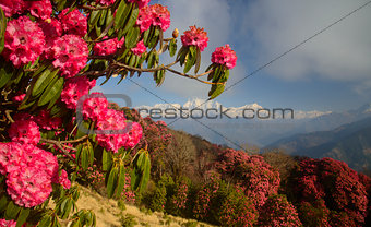 Mountains view with red rhododendron flowers in foreground