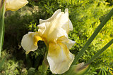 Yellow Iris Germanica