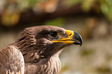 Close-up of a Steppe Eagle