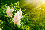 Blooming white lilac on background green lawn
