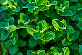 Fresh mint herb and spice gardening farming