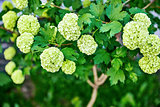 Spring flowers on branch with green leaves