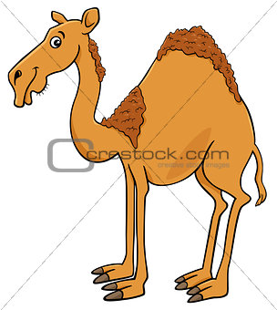 dromedary camel cartoon animal character