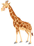 giraffe animal character cartoon illustration