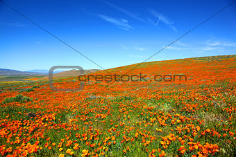 Orange California Poppy Super Bloom