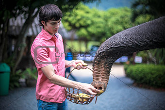 Young man feeds bananas of an elephant and it eats bananas.