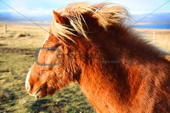 Friendly brown Icelandic horse