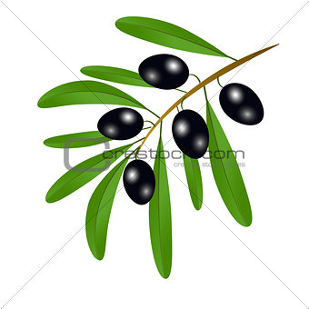 Branch with black olives and leaves to decorate the labels of ol