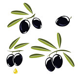 Icon of olives, Branch with black olives and leaves to decorate 