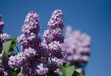 Beautiful branch of lilac bushes growing in the spring 