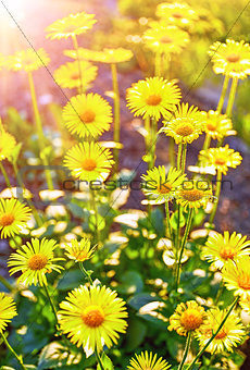 Yellow camomiles in garden with sunshine gardening