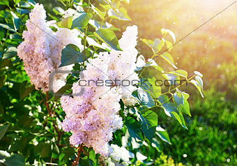 Blooming white lilac on background green lawn