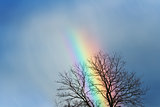 Beautiful rainbow behind barren tree branches