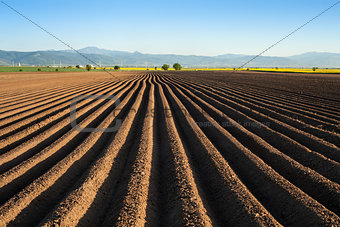 Potato field in the early spring after sowing - with furrows run