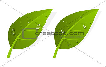 Two green realistic leaves