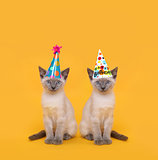 Cut Siamese Party Cats Wearing Birthday Hats