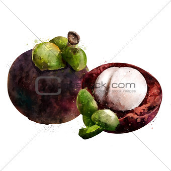 Mangosteen on white background. Watercolor illustration