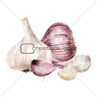 Garlic on white background. Watercolor illustration