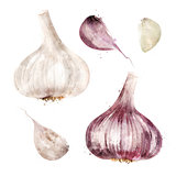 Garlic on white background. Watercolor illustration