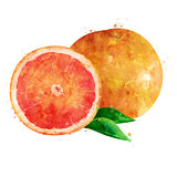 Grapefruit on white background. Watercolor illustration