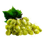 Green grapes on white background. Watercolor illustration