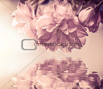 Beautiful sakura flower cherry blossom macro, water reflection, sun light. Greeting card background template. Shallow depth. Soft pastel toned. Spring nature. Faded colors