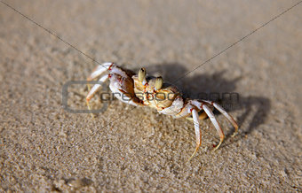 Front view of a singular sand crab