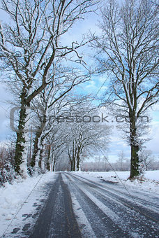 Road with snow covered trees