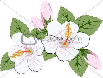 Beautiful pink hibiscus flowers with leaves