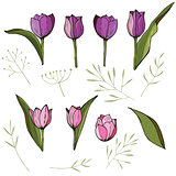Square frame with tulips and herbs on white. Floral pattern for your wedding design, floral greeting cards, posters.