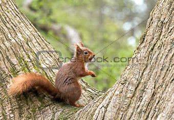 Red Squirrel in Fork of Tree