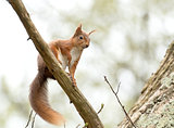 Red Squirrel Looking Down