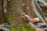 Red Squirrel on Base of Tree
