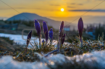 Crocuses with water drops against sunrise scene
