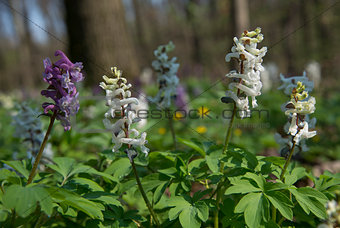 Multicolored Birthwort flowers in forest _