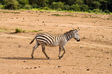 Isolated zebra gamboling in the savannah of Amboseli Park in Ken