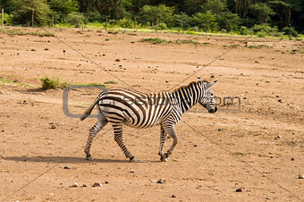 Isolated zebra gamboling in the savannah of Amboseli Park in Ken