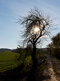 Silhouette of tree, dirt road and field in autumn.