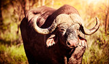 Big buffalo portrait