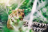 Beautiful wild leopard