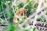 Wild leopard