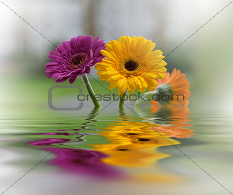 Beautiful flowers reflected in the water, spa concept .Spa still life.